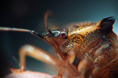 Doğa 'daki Coreus marginatus' a yakın çekim .