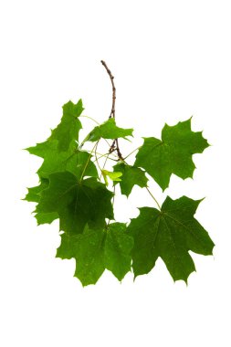 Taze yapraklı bir dal, beyaz arkaplan. Çevre dostu, hasat, izole, insan yok..