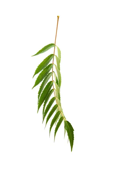 Zweig Mit Grünem Laub Isoliert Vor Weißem Hintergrund Leerer Raum — Stockfoto