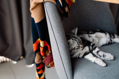 Grey cat lying on chair with blanket at home