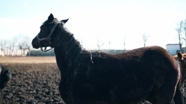 Kahverengi atlar ağılda dikilip kameraya bakıyorlardı.