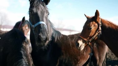 Kahverengi atlar dışarıda ağılda dururken bir şeyler yiyorlar.