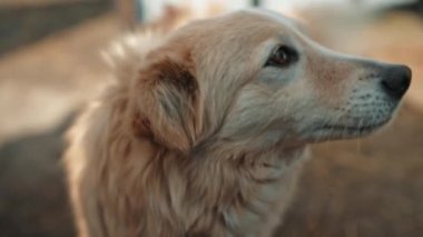 Köpek kafasını çevirir ve kuyruğunu dışarıda sallar.