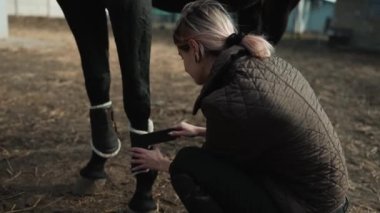 Kendine güvenen genç bir kadın binici atın bacaklarındaki bandajları sıkıyor.