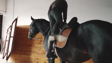 Kask takan konsantre kadın binici ahırda ata biniyor.