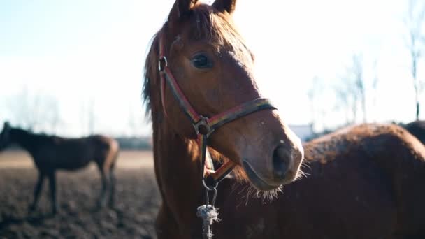 Het Bruine Paard Dat Kraal Staat Buiten Rondkijkt — Stockvideo