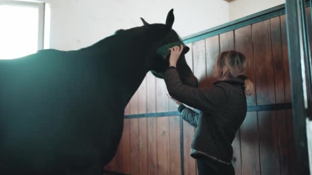 Kendine Güvenen Sarışın Genç Bir Kadın Binici Ahırda Bir Atı — Stok video