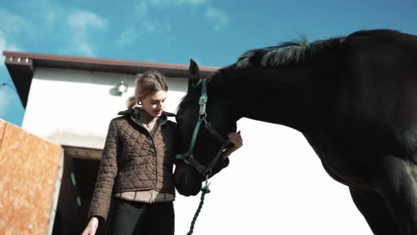 Bello Giovane Donna Cavaliere Accarezzando Cavallo All Aperto — Video Stock