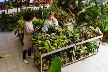 Çok uluslu çiçekçi kızlar çiçekçide saksılarla çalışıyorlar.