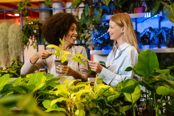 Niñas Floristas Jóvenes Multinacionales Que Trabajan Con Plantas Macetas Tienda —  Fotos de Stock