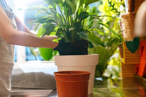 Young Florist Girl Holding Potted Plant Doing Transplant While Working — Stock Photo, Image