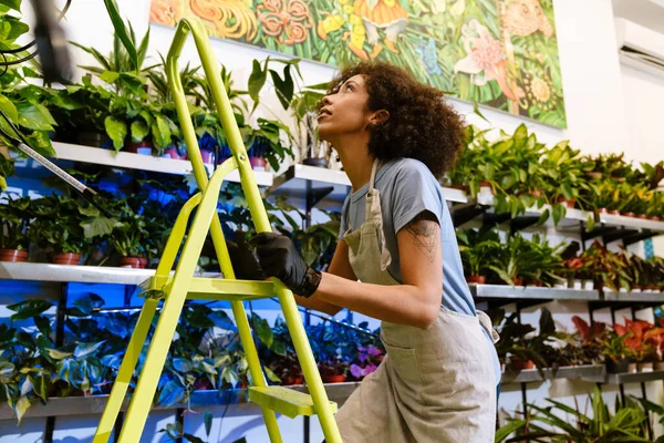 花屋で鉢植えと仕事をしながらはしごを使用して若い花屋の女の子 — ストック写真