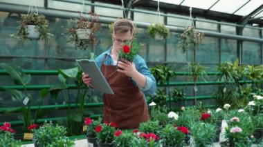 Yoğunlaşmış Down sendromlu erkek çiçekçi seradaki çiçeklere bakıyor.