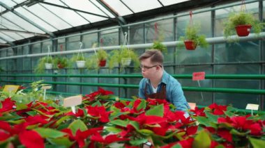 Düşük sendromlu düşünceli erkek çiçekçi seradaki çiçeklere bakıyor.
