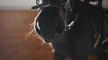 Close-up view of horse is breathing in the stable