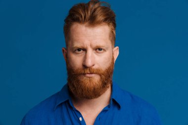 Portrait of adult handsome stylish redhead bearded serious man in blue shirt looking at camera , while standing over isolated blue background