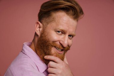 Portrait of adult handsome stylish redhead bearded smiling man in pink shirt touching his chin and looking at camera, while standing over isolated pink background