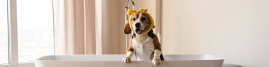 Yavru köpek banyo yapıyor, küvette oturuyor.