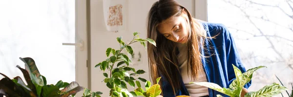 Unge Kvinne Blomsterhandler Tar Vare Potteplanter Innendørs Trimme Blader – stockfoto