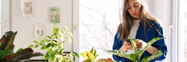 stock image Young woman florist taking care of pot plants indoors, holding mobile phone