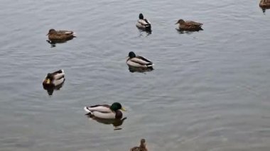 Many of wild ducks are floating on a lake