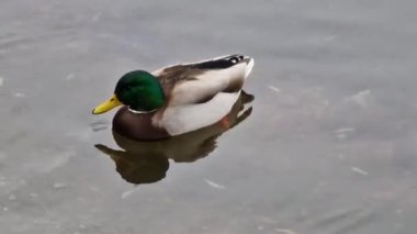 Closeup of duck searching food and diving underwater