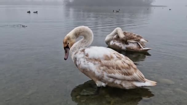 White Swan Swimming Lake Close Wild Swan White Feathers White — Video Stock