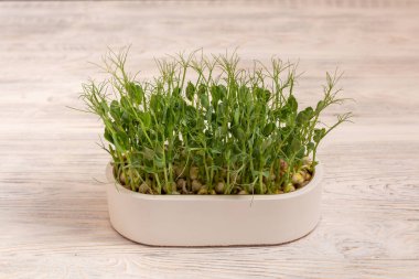 Tohumları ve kökleri olan bezelye mikroçerezleri beyaz, modern bir tencerede yetiştirilmiş ahşap bir masada.