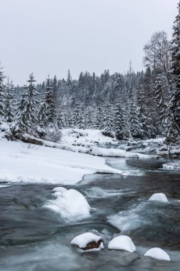 Snow covered trees and wild river in mountains at winter.