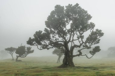 Portekiz, Madeira 'daki Fanal Ormanı. Sis içindeki Antik Laurel ağaçları, UNESCO sitesi.