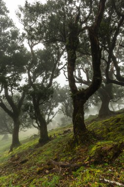 Fanal Ormanı, Madeira 'daki Antik Laurel ağaçları. Eski ağaçlarla dolu mistik sis parkı.