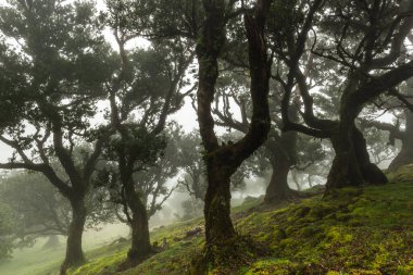 Fanal Ormanı, Madeira 'daki Antik Laurel ağaçları. Eski ağaçlarla dolu mistik sis parkı.