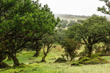 Fanal Ormanı, Madeira 'daki Antik Laurel ağaçları. Eski ağaçlarla dolu mistik sis parkı.