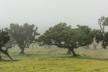 Madeira 'daki Fanal Ormanı. Portekiz. Sisli havada antik defne ağaçlarıyla UNESCO Parkı