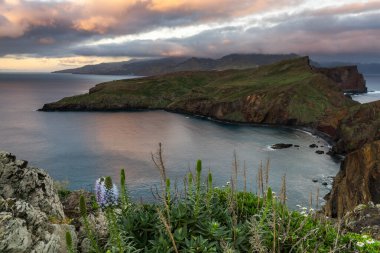 Ponta de Sao Lourenco, Madeira, Portekiz. Atlantik Okyanusu 'ndaki kayalıklarda bahar çiçekleri.