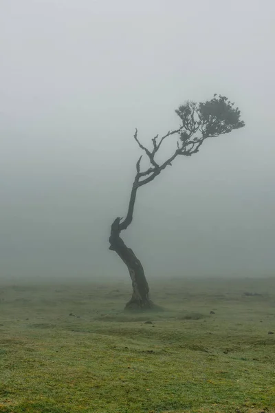 Floresta Fanal Madeira Portugal Antigas Árvores Laurel Nevoeiro Enevoado Local — Fotografia de Stock