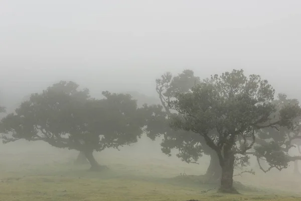 Ancient Laurel trees in Fanal forest, Madeira. Mystical foggy park with old trees.
