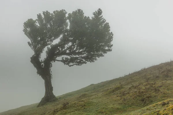 Antichi Alberi Alloro Nella Foresta Fanal Madeira Mystical Nebbioso Parco — Foto Stock