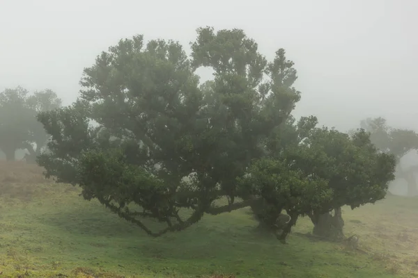 Starověké Laurel Stromy Lese Fanal Madeira Mystický Mlhavý Park Starými — Stock fotografie