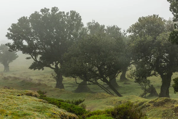 Floresta Fanal Madeira Portugal Parque Unesco Com Loureiros Antigos Nevoeiro — Fotografia de Stock