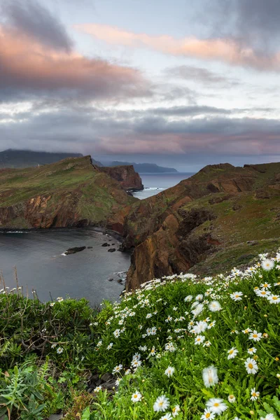 Ponta Sao Lourenco Madeira Portugália Tavaszi Virágok Atlanti Óceán Szikláin — Stock Fotó