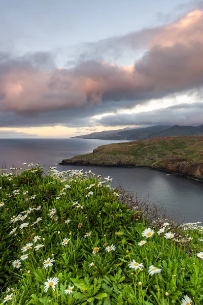 Ponta São Lourenco Madeira Portugal Flores Primavera Falésias Oceano Atlântico — Fotografia de Stock