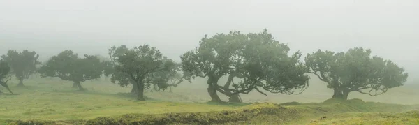 Vista Panorâmica Sobre Floresta Fanal Madeira Com Nevoeiro Imagem Panorâmica — Fotografia de Stock