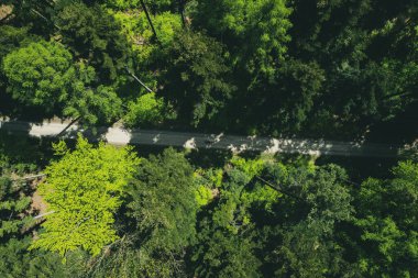 Yol boyunca yemyeşil orman, hava aracı manzarası