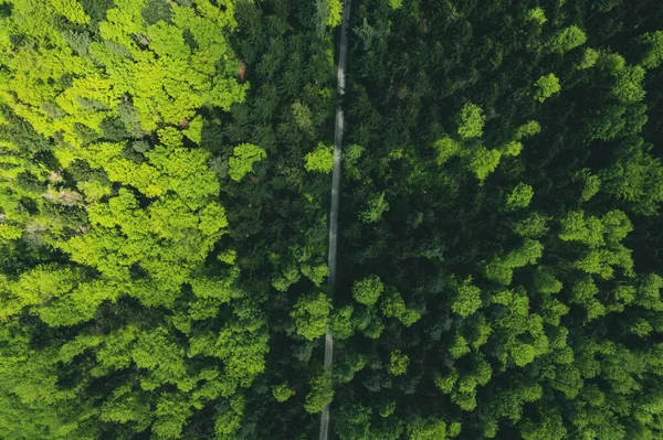 Carretera Través Exuberante Bosque Verde Vista Aérea Drones — Foto de Stock