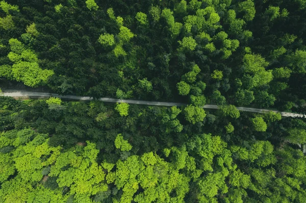 Carretera Través Exuberante Bosque Verde Vista Aérea Drones — Foto de Stock