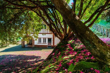 Santana, Madeira 'daki Queimadas Orman Parkı' nda Caldeirao Verde Şelalesi yakınlarında, Portekiz.