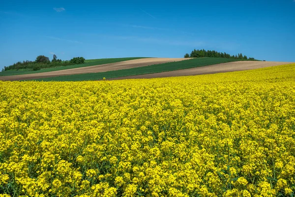 Violación Amarilla Floreciendo Campo Agrícola Colinas Onduladas Cielo Azul Agricultura — Foto de Stock