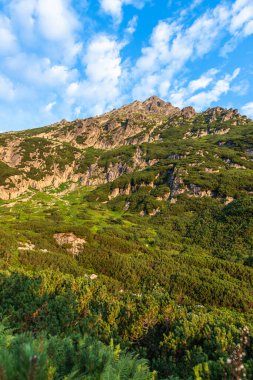 Yaz mevsiminde Polonya 'nın Tatra Dağları' nda Alp izleri. Manzara ve doğa..