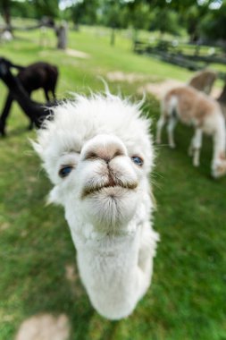 Alpaca 'nın komik yüzü. Kapalı portre, açık hava çiftliğinde komik saç kesimi..